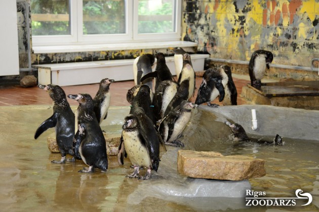 Pingvīni zoodārzā - 5