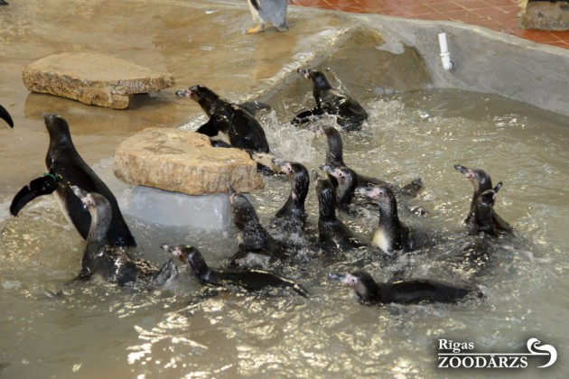 Pingvīni zoodārzā - 9