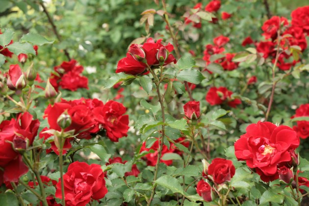 Rožu ziedēšana LU Botāniskajā dārzā  - 2