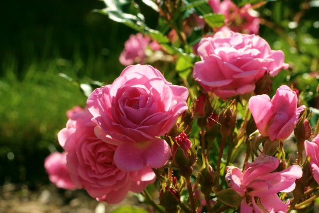 Rožu ziedēšana LU Botāniskajā dārzā  - 8