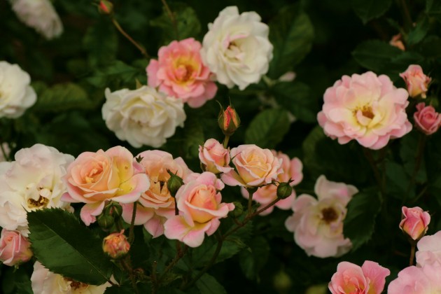Rožu ziedēšana LU Botāniskajā dārzā  - 9
