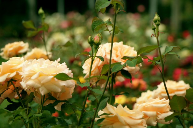 Rožu ziedēšana LU Botāniskajā dārzā  - 11
