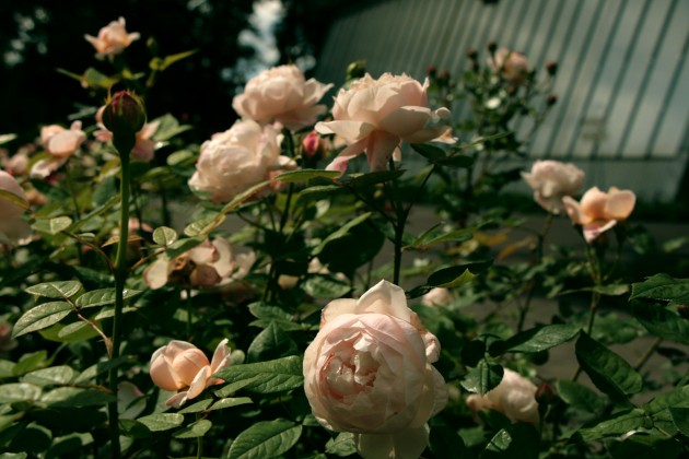 Rožu ziedēšana LU Botāniskajā dārzā  - 13