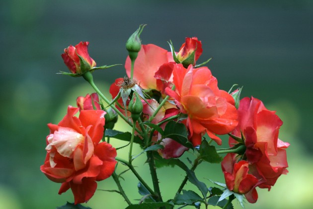 Rožu ziedēšana LU Botāniskajā dārzā  - 16
