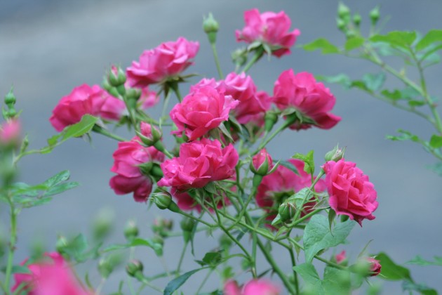 Rožu ziedēšana LU Botāniskajā dārzā  - 18