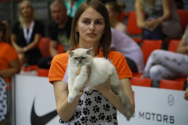 Kaķu izstāde Jelgavā 2017 - 7