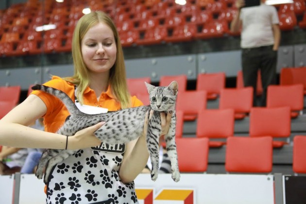 Kaķu izstāde Jelgavā 2017 - 32