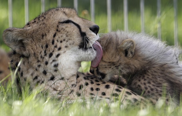 Gepardu mazuļi zoodārzā Čehijā - 1