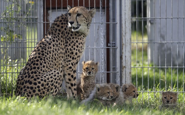 Gepardu mazuļi zoodārzā Čehijā - 2