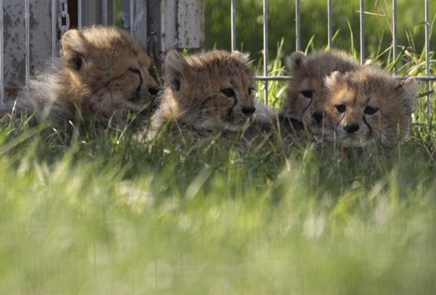 Gepardu mazuļi zoodārzā Čehijā - 3
