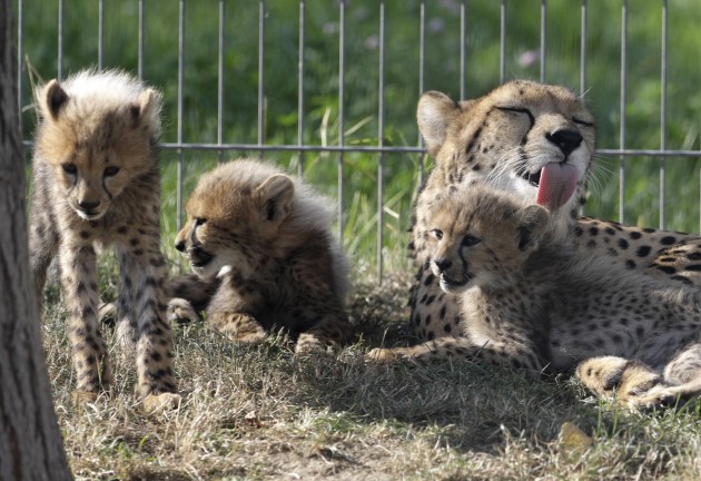 Gepardu mazuļi zoodārzā Čehijā - 5