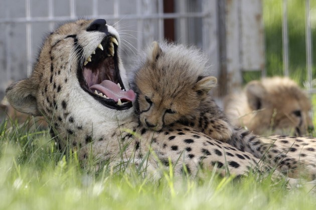 Gepardu mazuļi zoodārzā Čehijā - 6