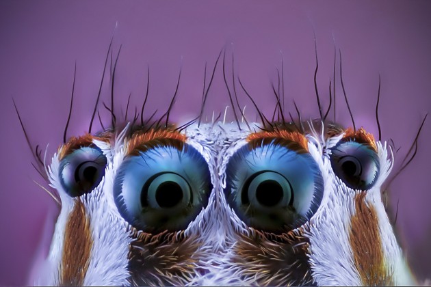 Zirnekļu acis tuvplānā - 11