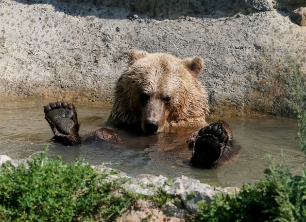 Izglābti lāči Ukrainā - 7