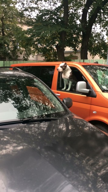 Draudīgais suns automašīnā - 3