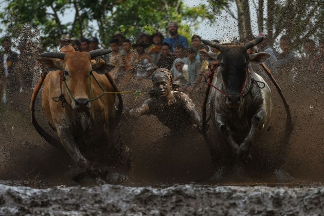 Govju skriešanās Indonēzijā - 3