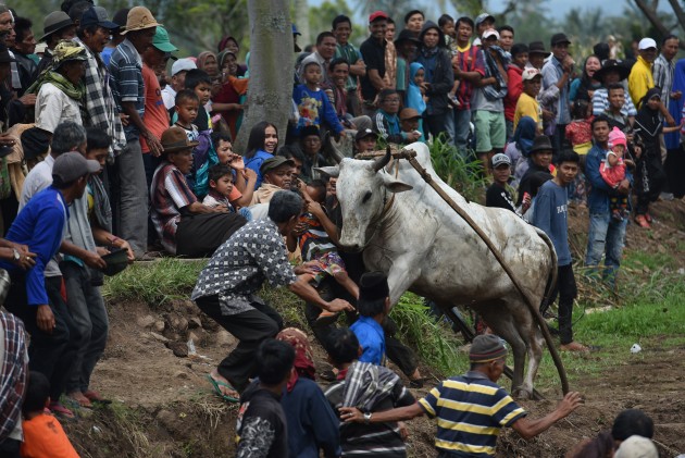 Govju skriešanās Indonēzijā - 4
