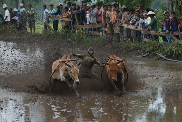 Govju skriešanās Indonēzijā - 11