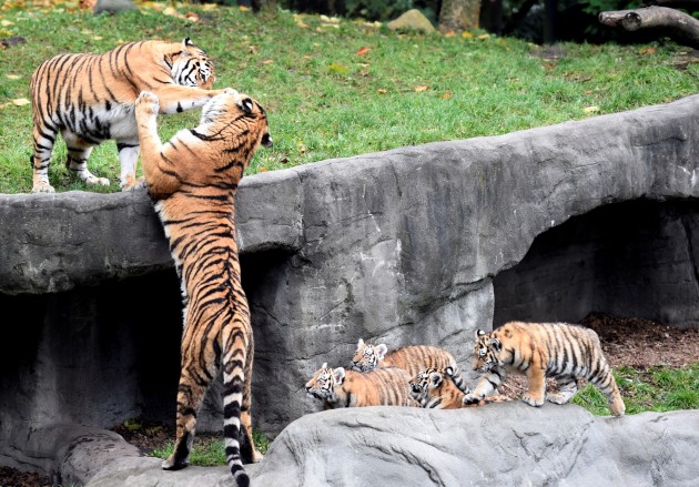 Tīģeru ģimenīte zoodārzā Vācijā - 1