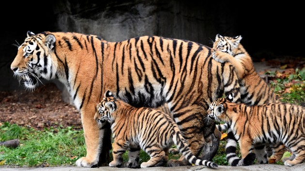 Tīģeru ģimenīte zoodārzā Vācijā - 3