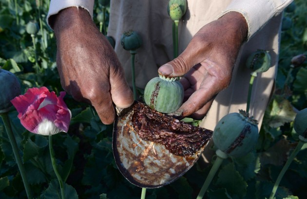 Afghanistan Opium Survey