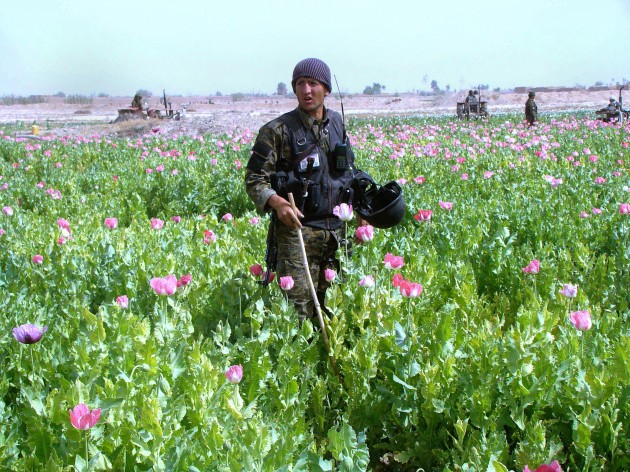 Afganistans opiums - 15