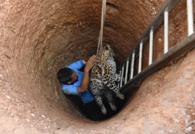 Leoparda glābšana Indijā - 1
