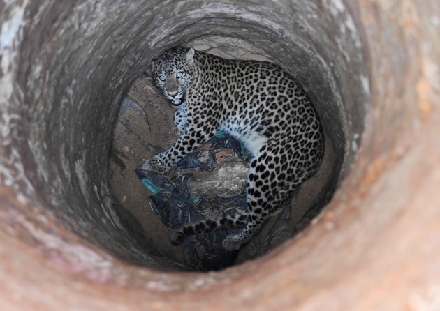 Leoparda glābšana Indijā - 2