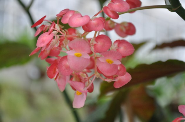 Ziedošais janvāris Salaspils Botāniskajā dārzā  - 5