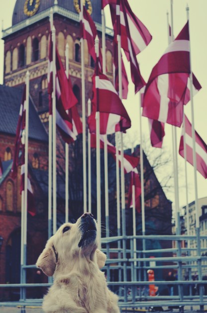 Greisa, patriotiskākais suns Latvijā - 2