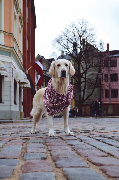 Greisa, patriotiskākais suns Latvijā - 6