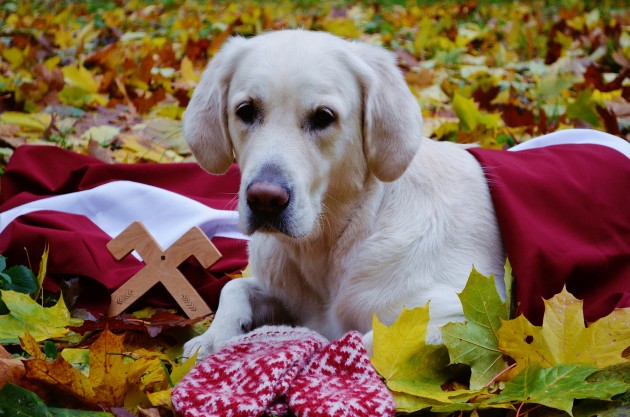 Greisa, patriotiskākais suns Latvijā - 7