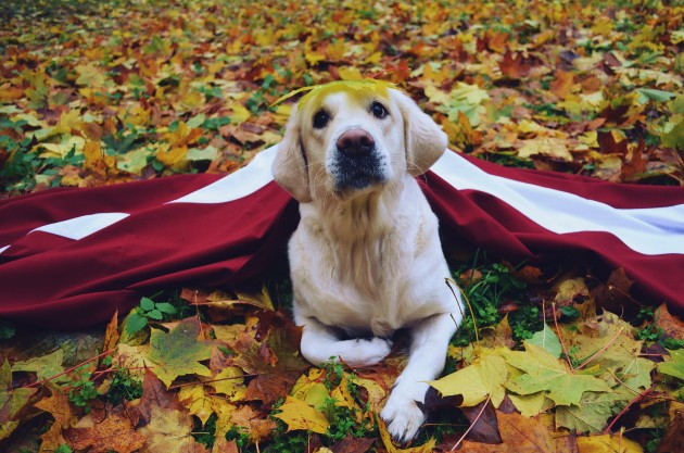 Greisa, patriotiskākais suns Latvijā - 8