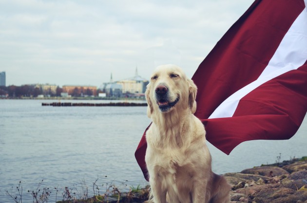 Greisa, patriotiskākais suns Latvijā - 12