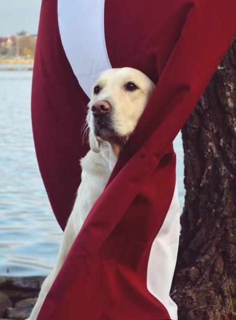 Greisa, patriotiskākais suns Latvijā - 14