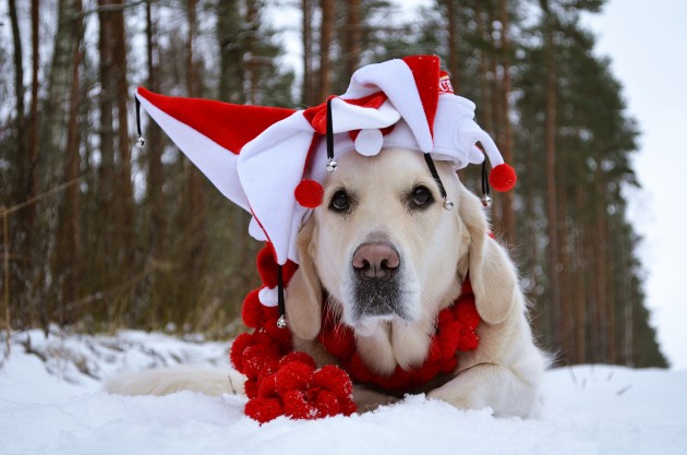 Greisa, patriotiskākais suns Latvijā - 66
