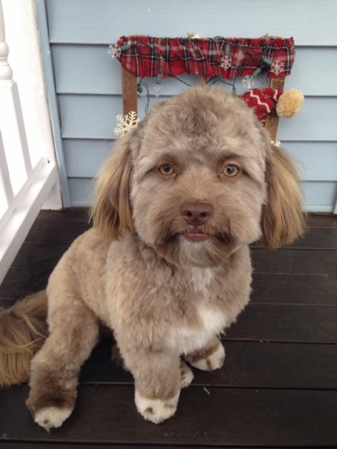 Suns Yogi ar cilvēka seju - 1