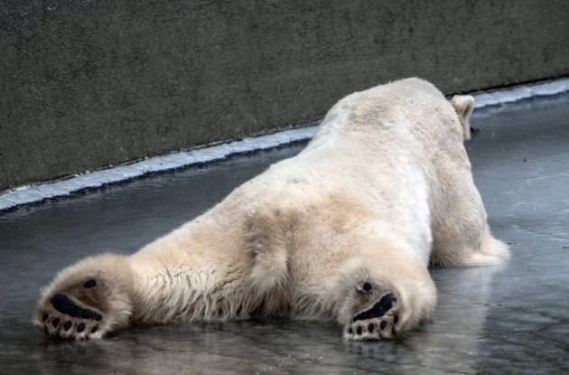 Polārlāču ziemas prieki Berlīnes zoodārzā - 1