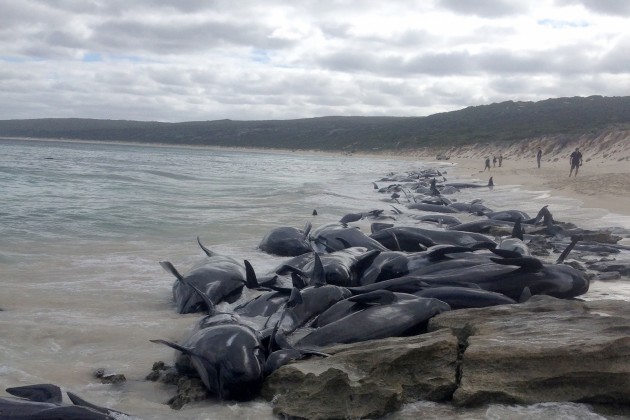 Austrālijas pludmalē miruši vairāk nekā 140 vaļi