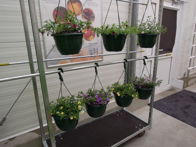 Ziedu audzēšana Getliņu siltumnīcā - 1