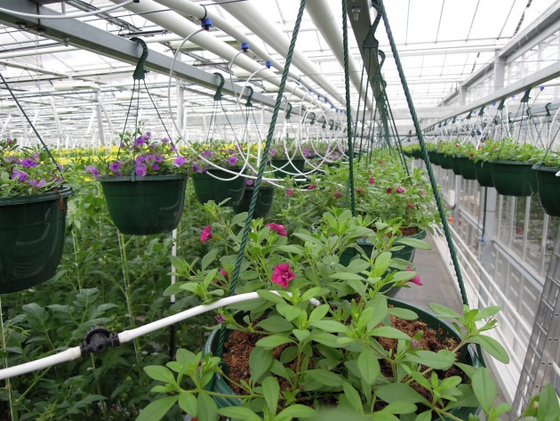 Ziedu audzēšana Getliņu siltumnīcā - 4