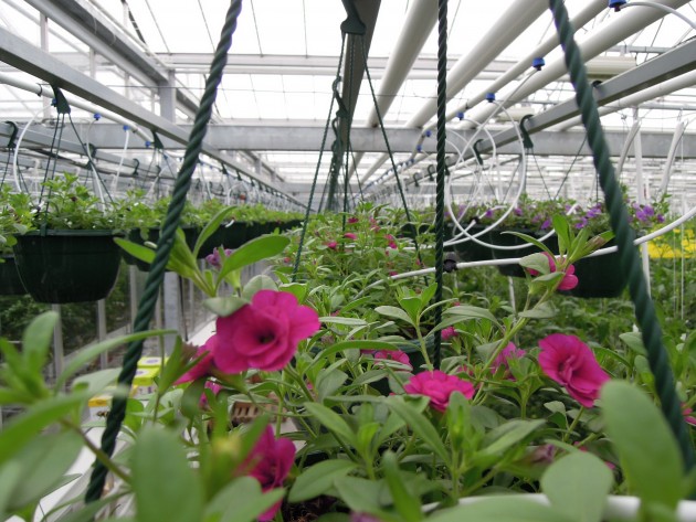 Ziedu audzēšana Getliņu siltumnīcā - 5