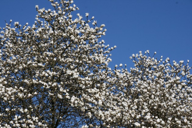 Magnoliju ziedēšana LU Botāniskajā dārzā - 1
