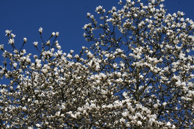 Magnoliju ziedēšana LU Botāniskajā dārzā - 2