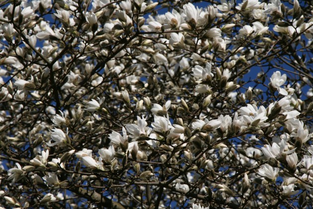 Magnoliju ziedēšana LU Botāniskajā dārzā - 3
