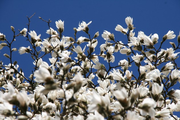 Magnoliju ziedēšana LU Botāniskajā dārzā - 6