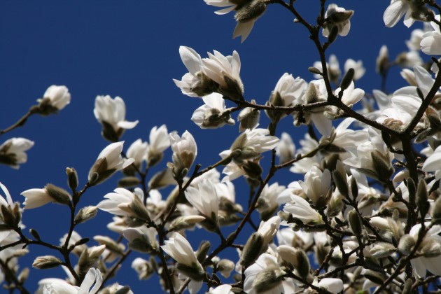 Magnoliju ziedēšana LU Botāniskajā dārzā - 7