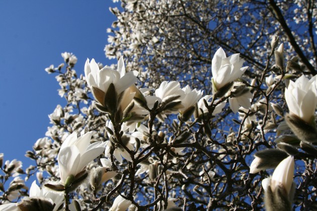 Magnoliju ziedēšana LU Botāniskajā dārzā - 8