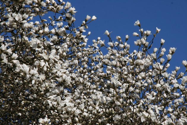 Magnoliju ziedēšana LU Botāniskajā dārzā - 9
