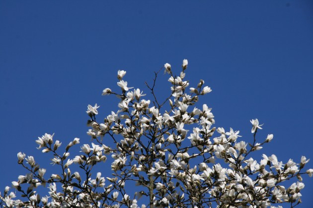Magnoliju ziedēšana LU Botāniskajā dārzā - 10